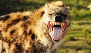 Cute-Hyena-8-650x380